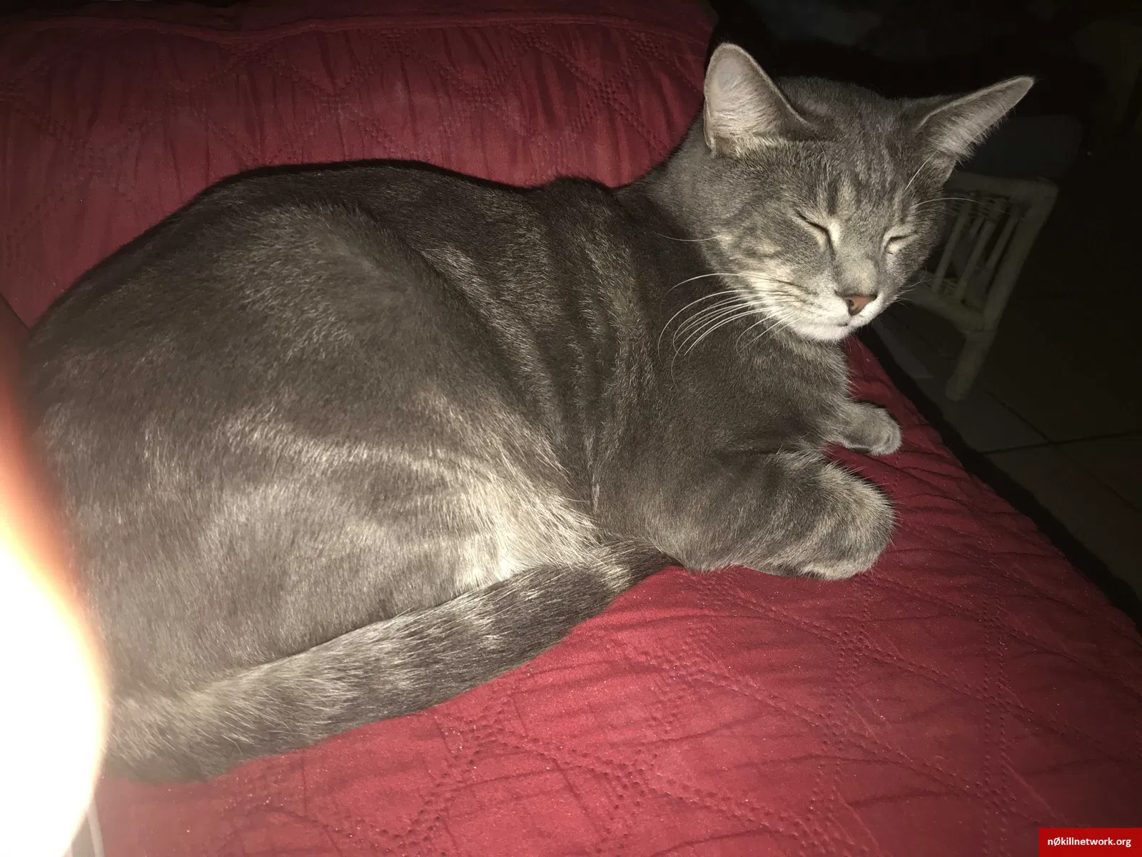 Lost cat in New Port Richey, FL, 34652