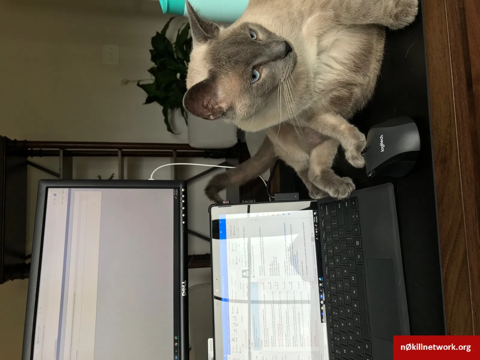 Lost cat in Chesterfield, VA, 23832