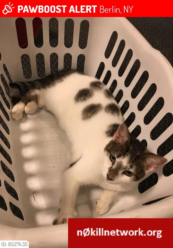 Lost cat in Berlin, NY, 12022