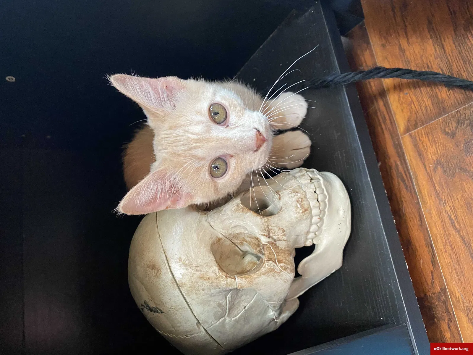Lost cat in Anaheim, CA, 92806