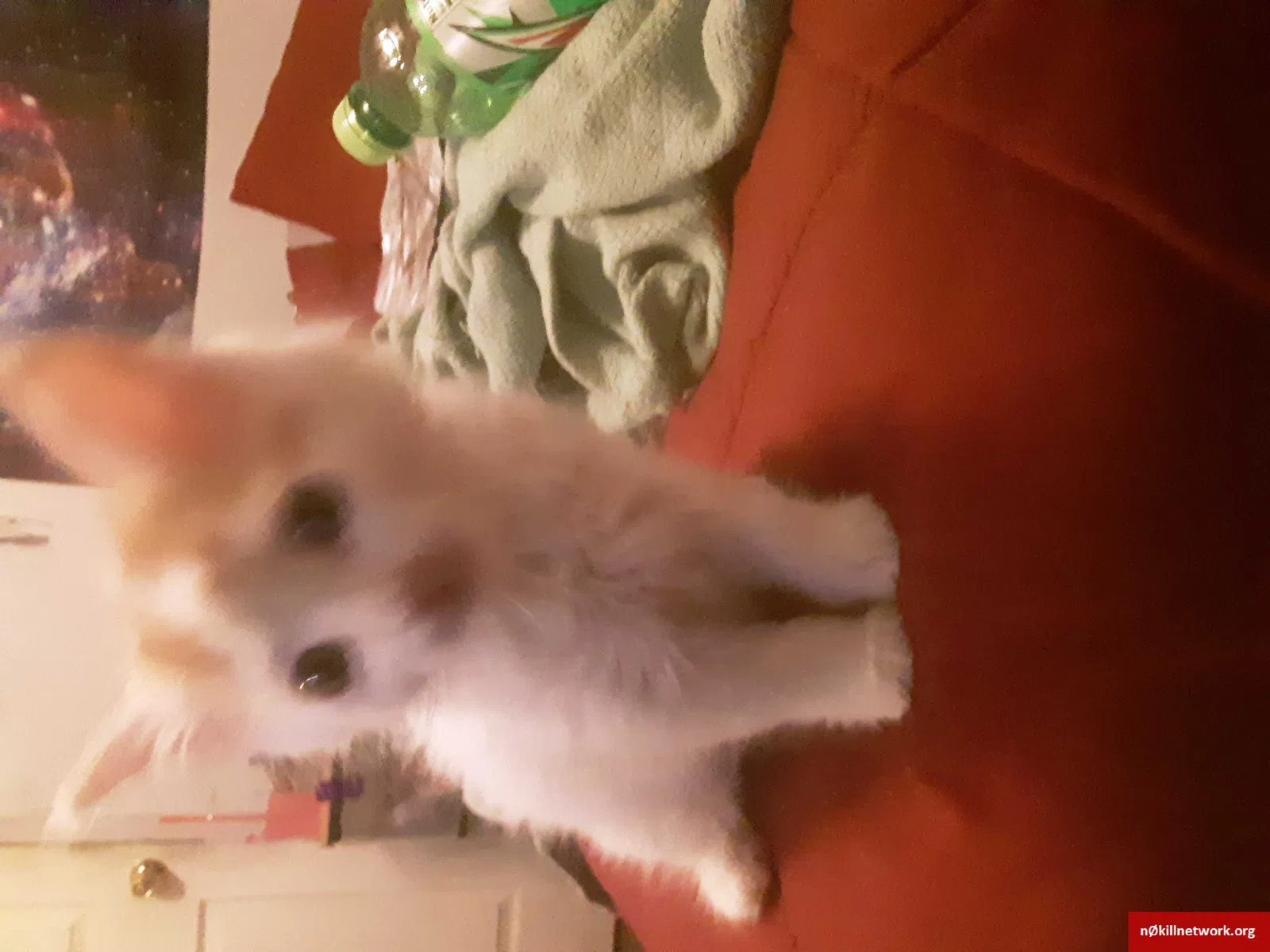 Lost cat in Albuquerque, NM, 87114