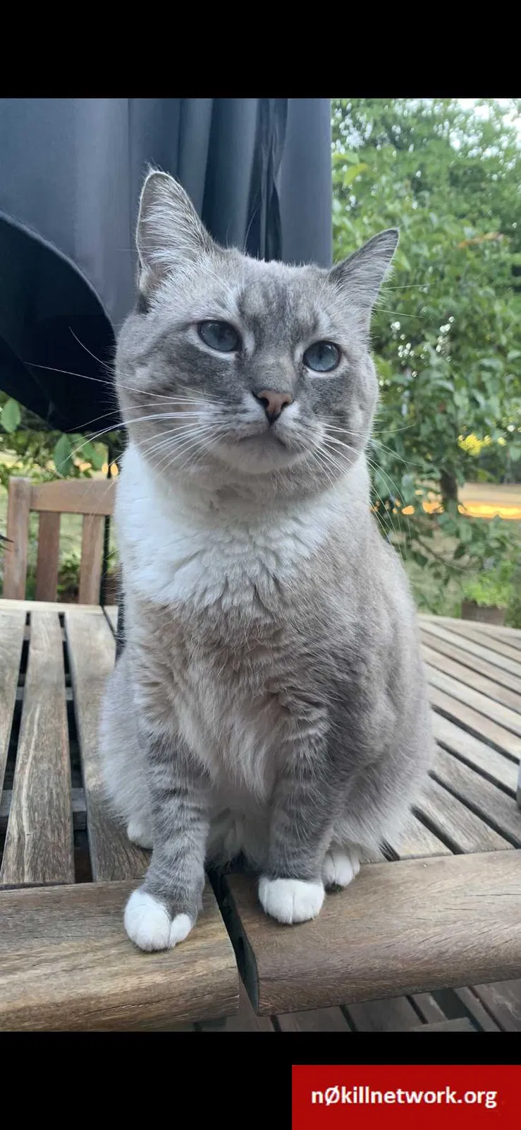 Lost cat in Oregon City, OR, 97045