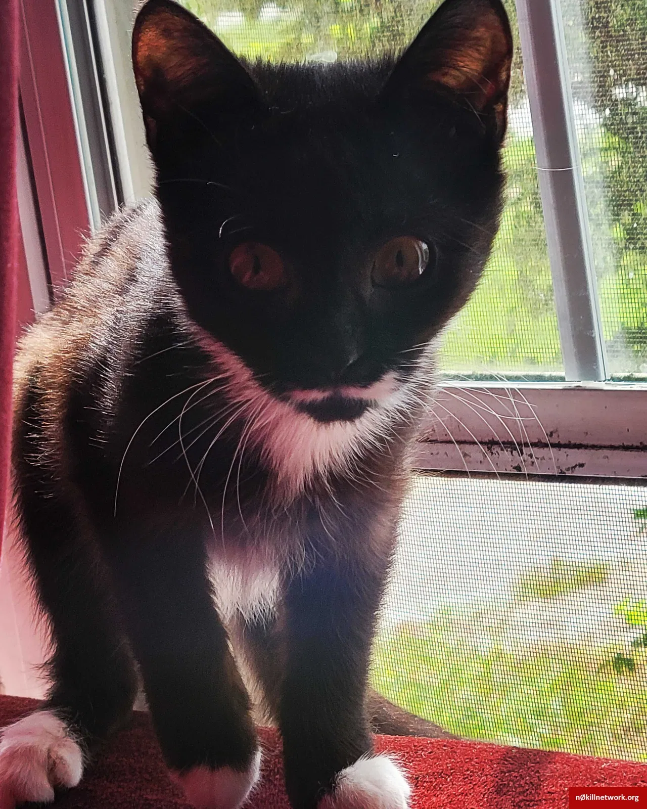 Lost cat in Wilmington, NC, 28403