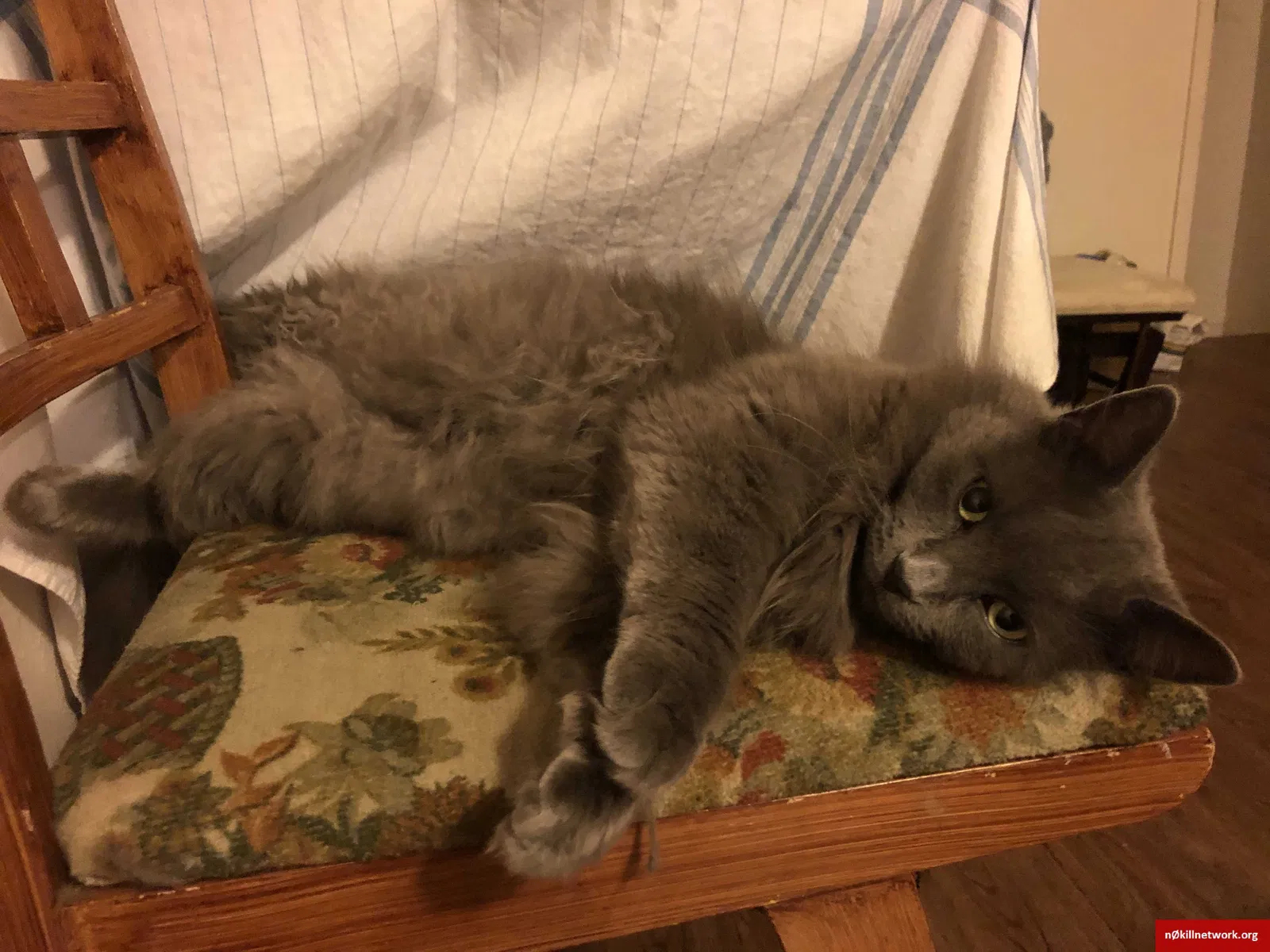 Lost cat in Aurora, CO, 80013