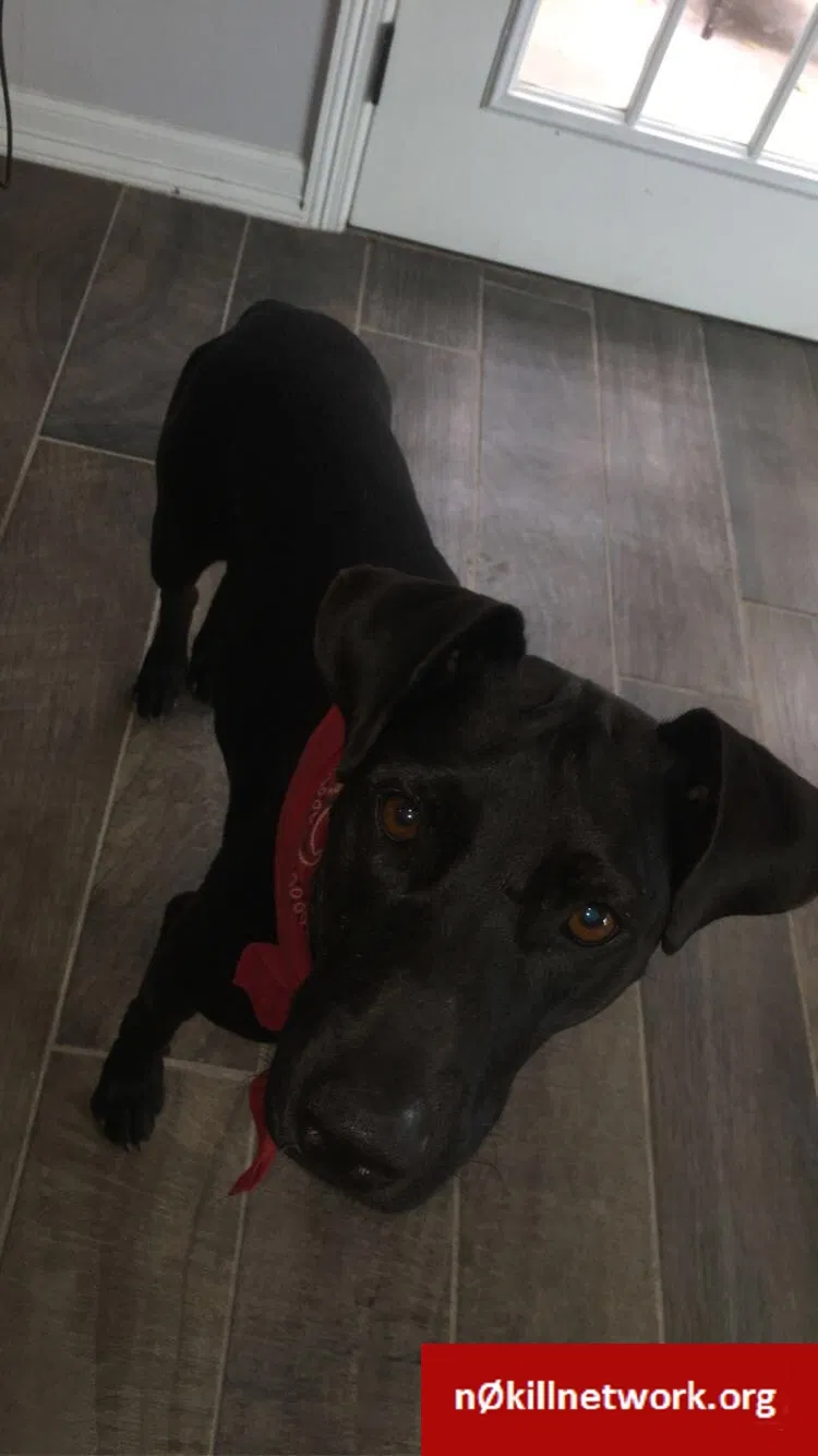 Lost dog in Mcallen, TX, 78501