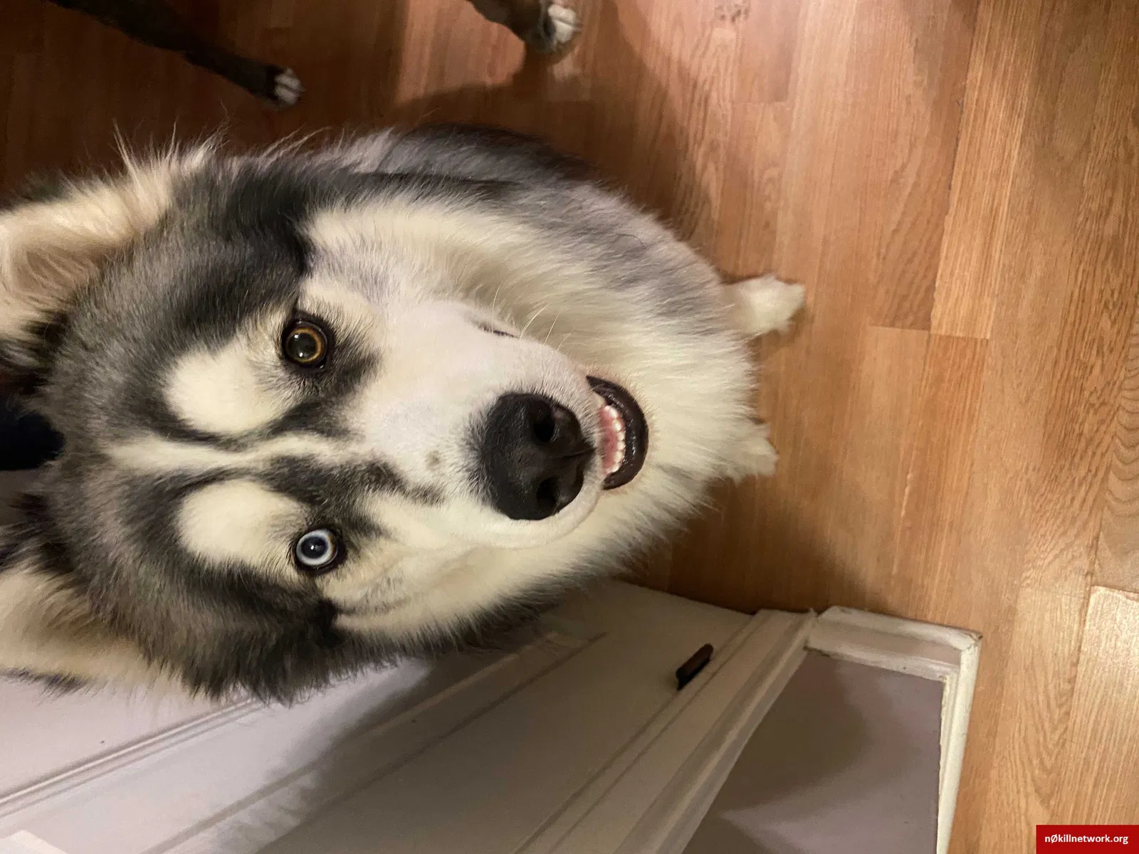 Lost dog in Redford, MI, 48239