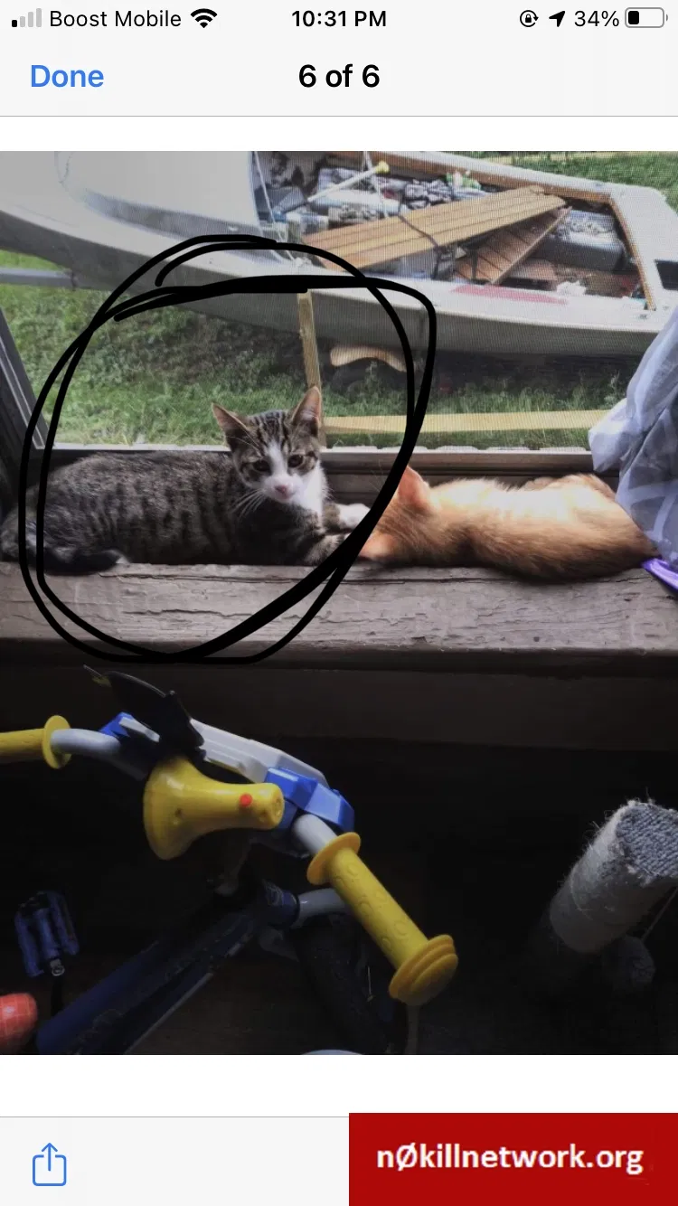 Lost cat in New Castle, PA, 16101