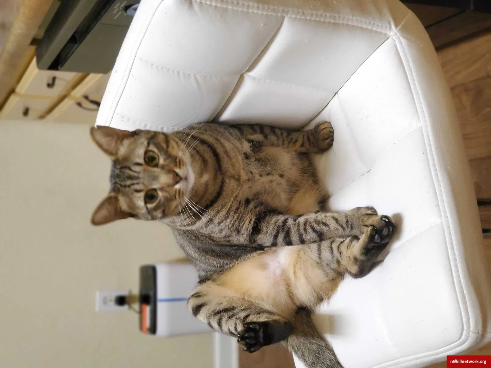 Lost cat in Jacksonville, FL, 32210