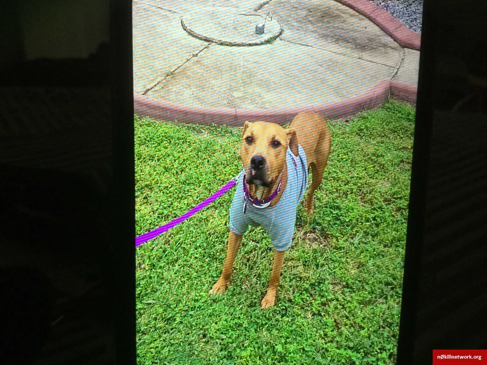 Lost dog in Clermont, FL, 34711
