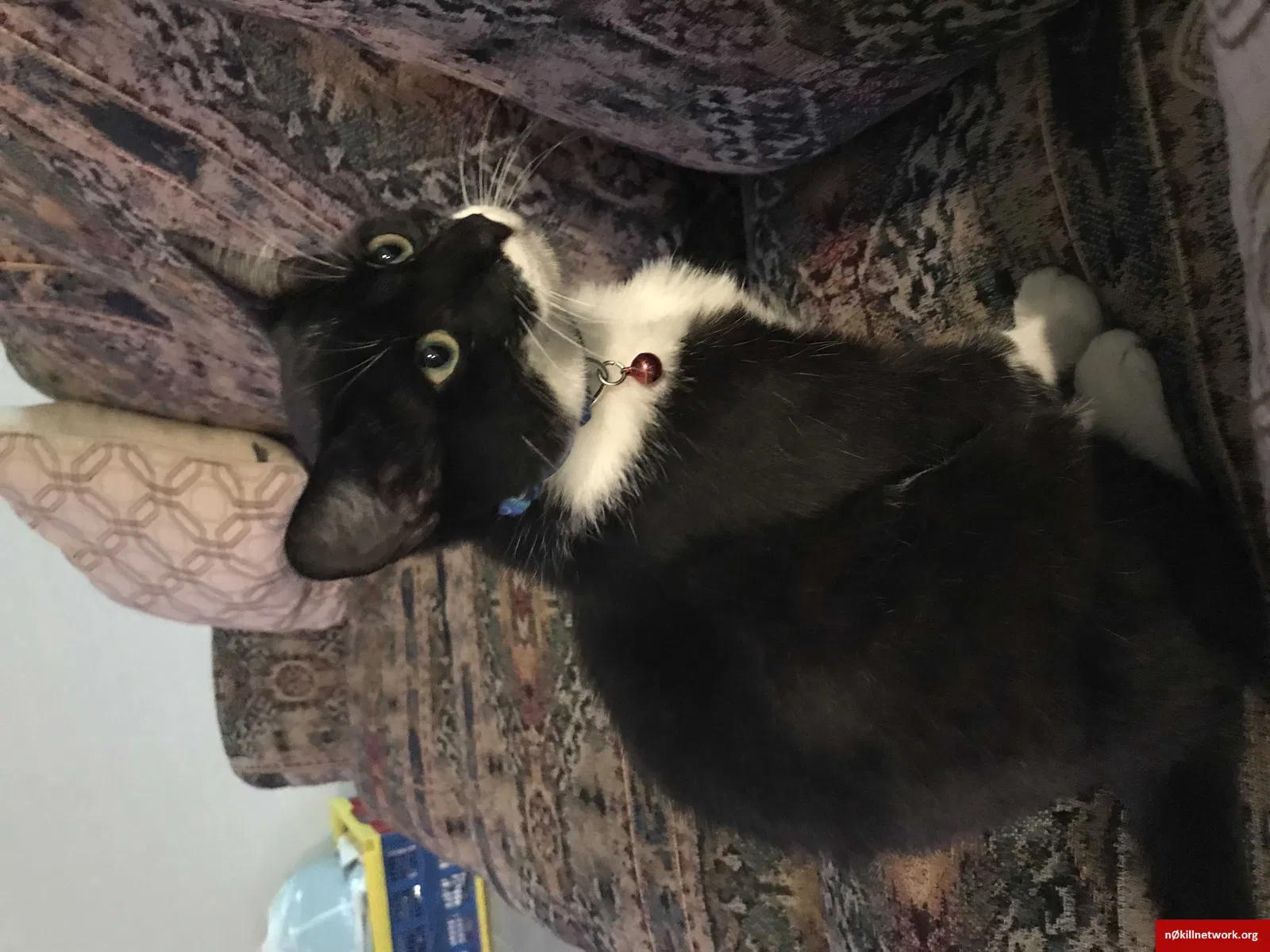 Lost cat in Katy, TX, 77494