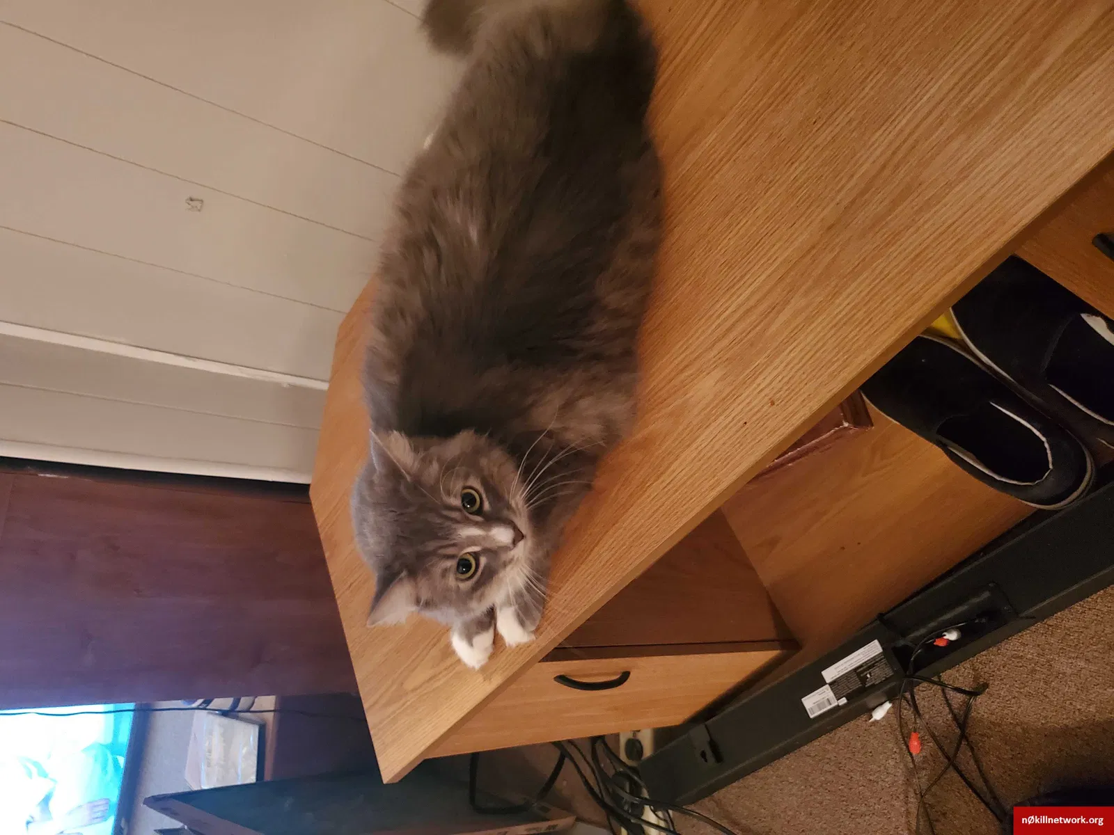 Lost cat in Casselberry, FL, 32707