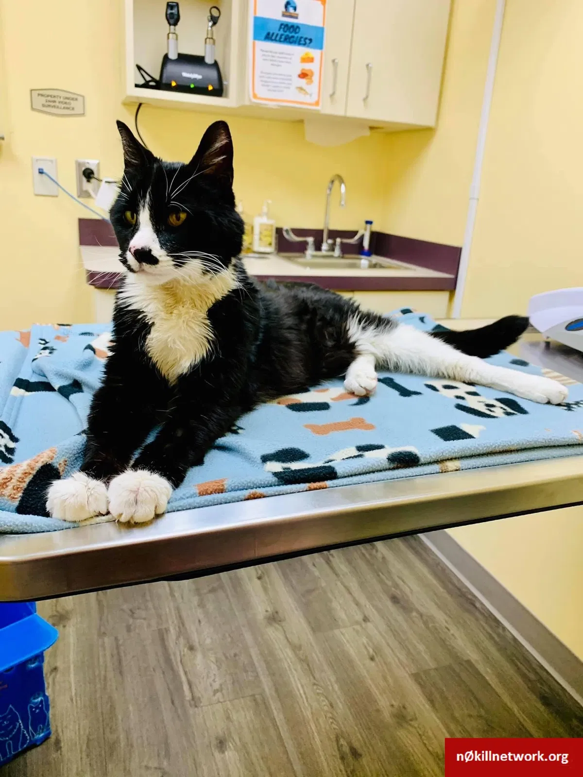 Lost cat in Spokane, WA, 99207