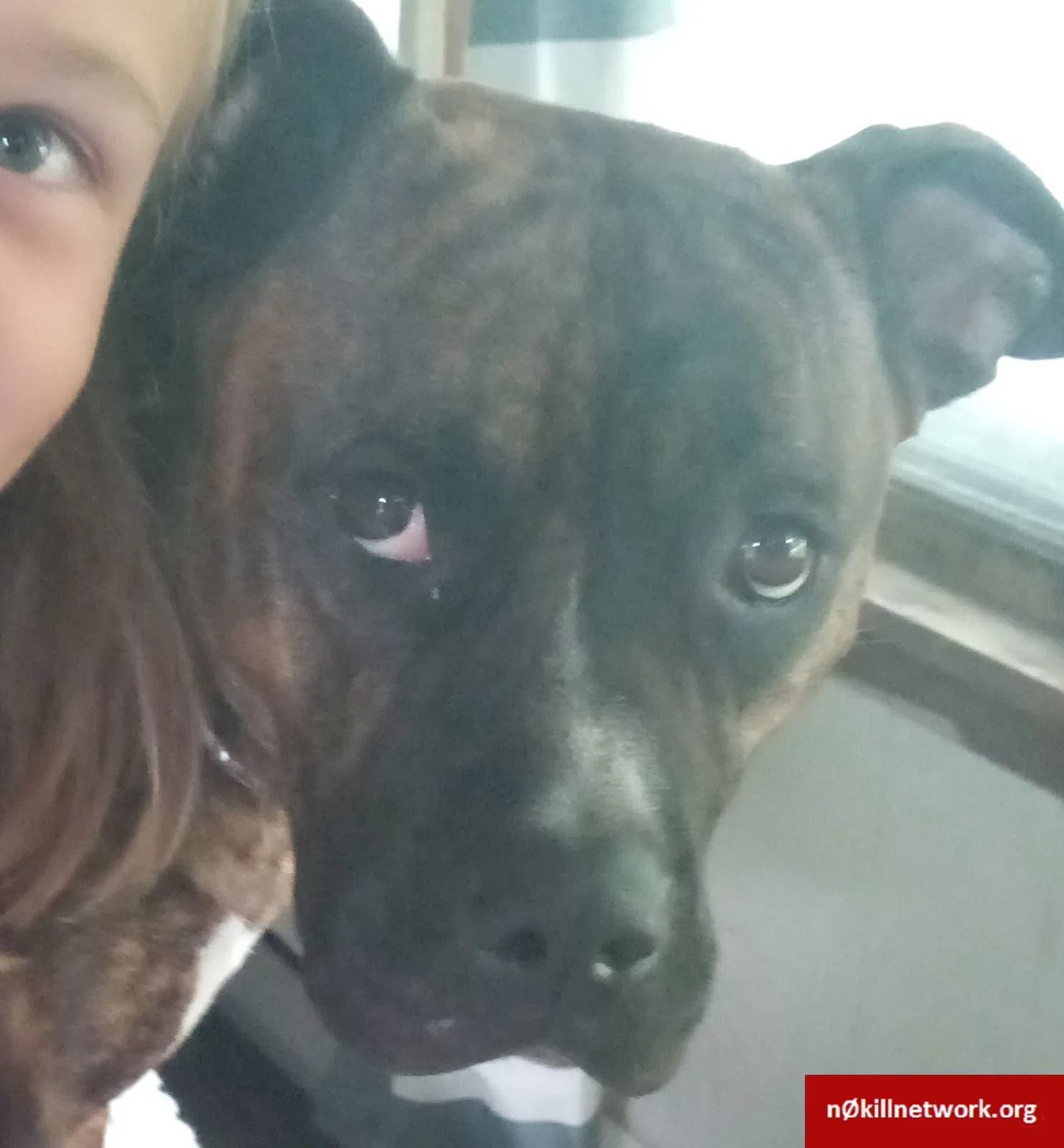 Lost dog in Hope, IN, 47246