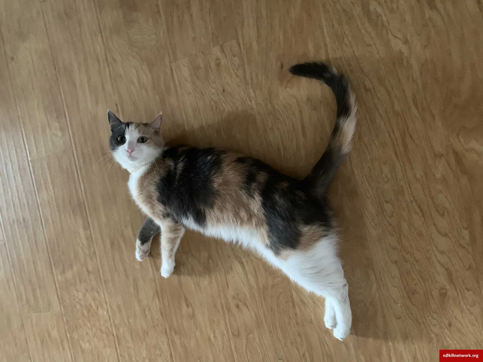 Lost cat in Sacramento, CA, 95822
