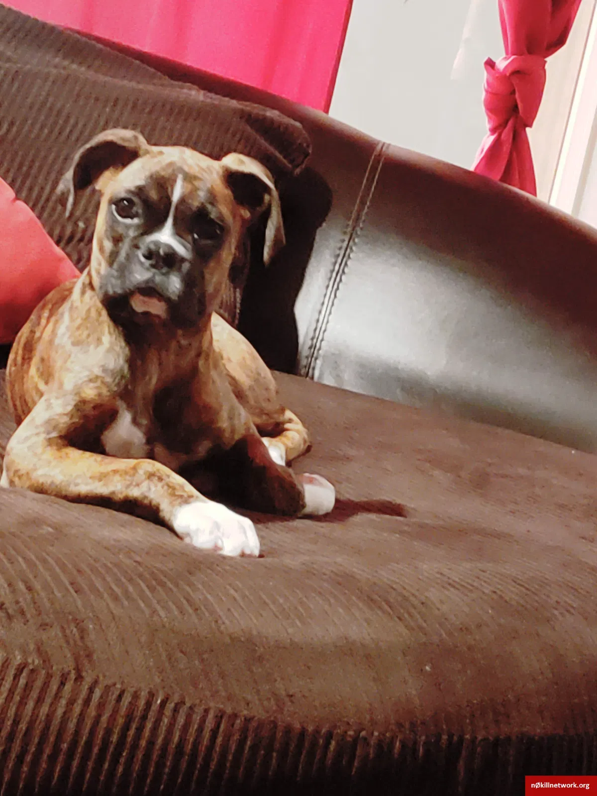Lost dog in Greeley, CO, 80634