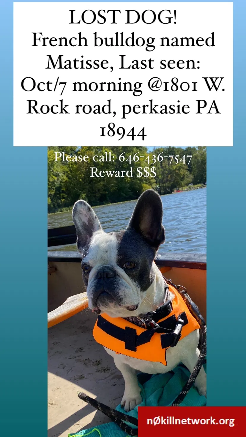 Lost dog in Perkasie, PA, 18944