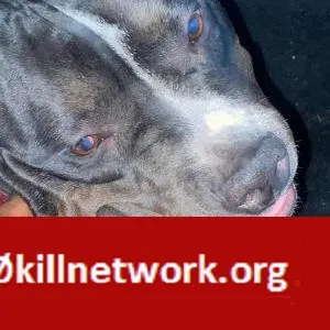 Lost dog in Chicago, IL, 60628