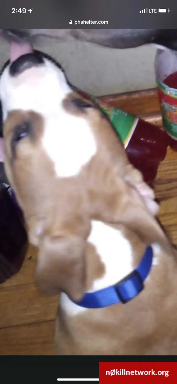 Lost dog in Chicago, IL, 60628
