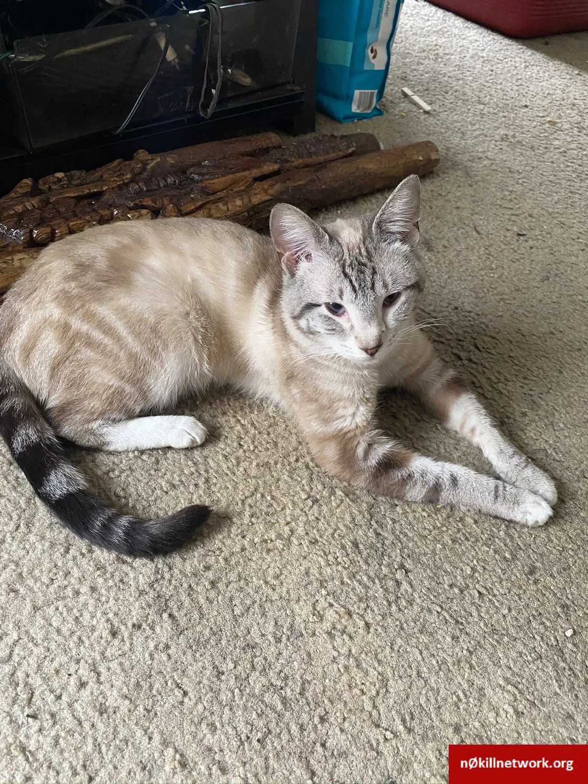 Lost cat in Spokane, WA, 99218