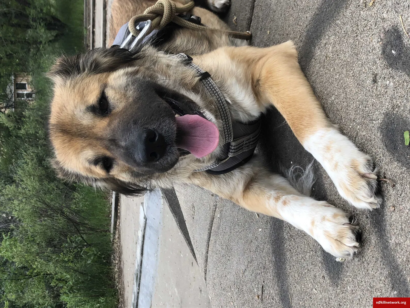 Lost dog in Livermore, CO, 80536