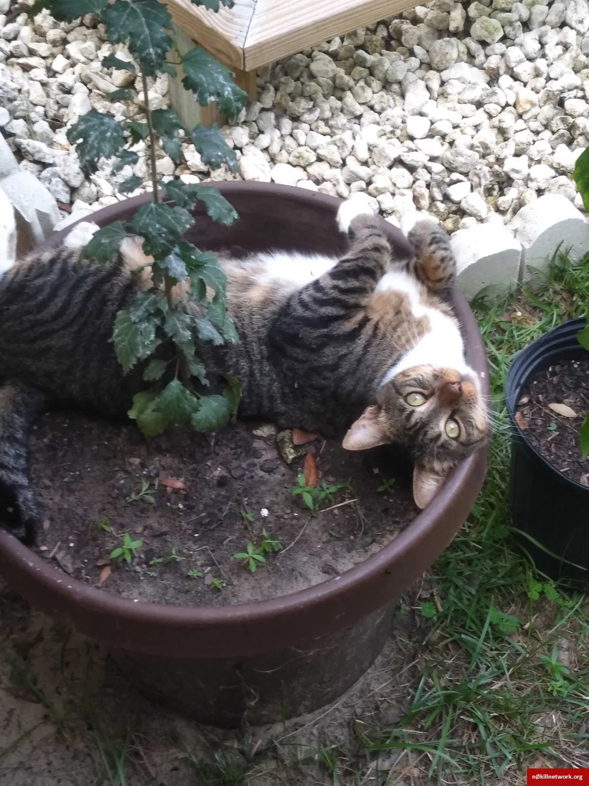 Lost cat in Floral City, FL, 34436