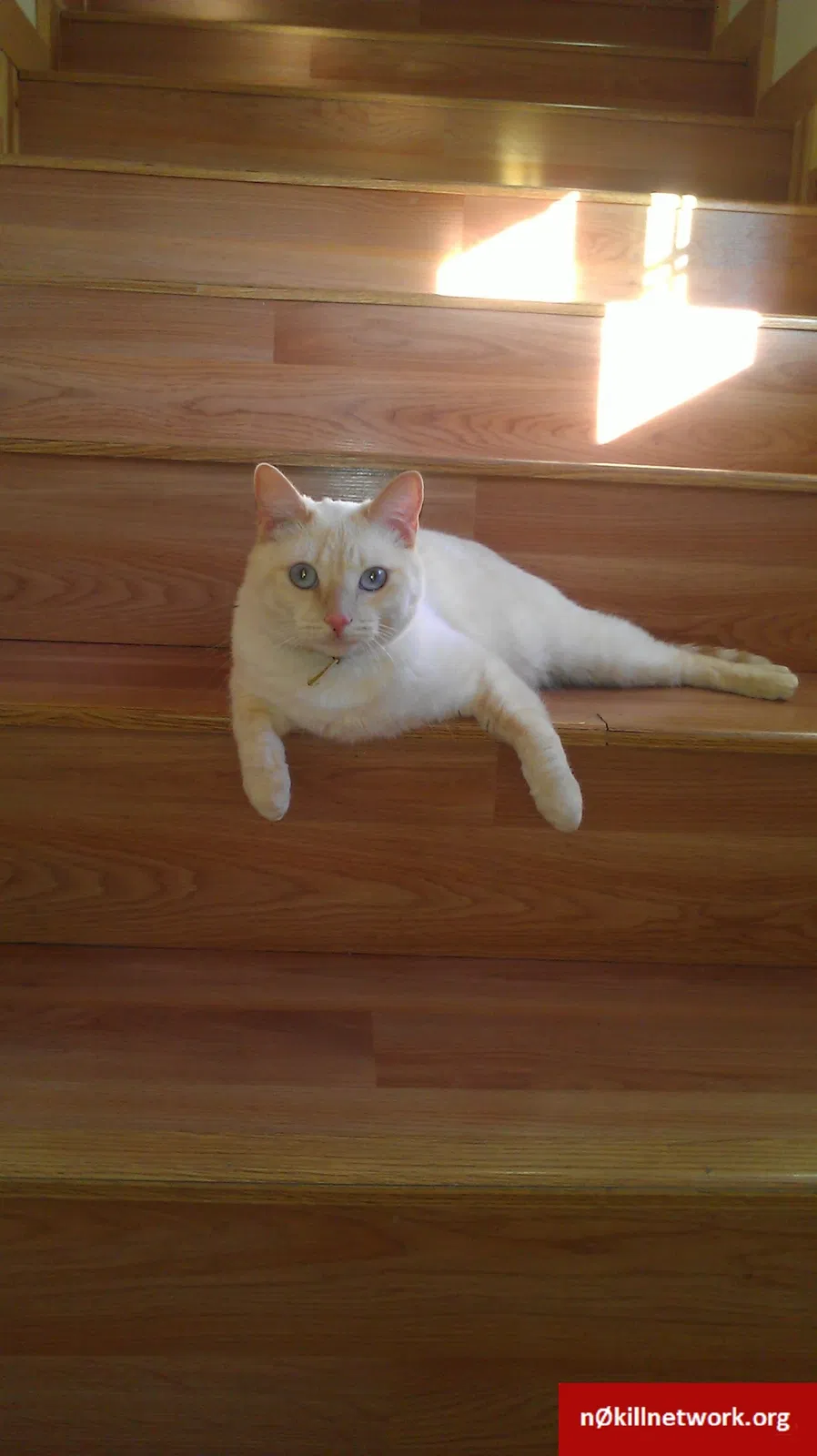 Lost cat in Ojai, CA, 93023
