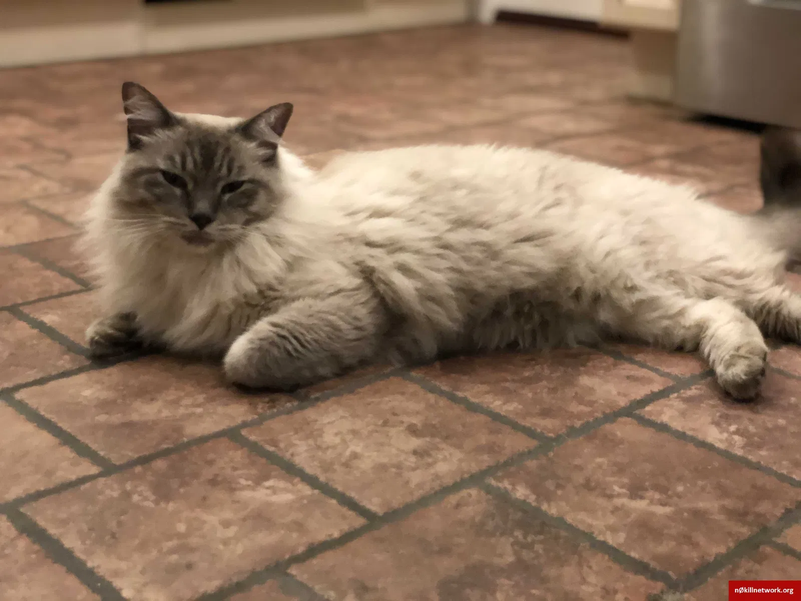 Found cat in Great Neck, NY, 11021