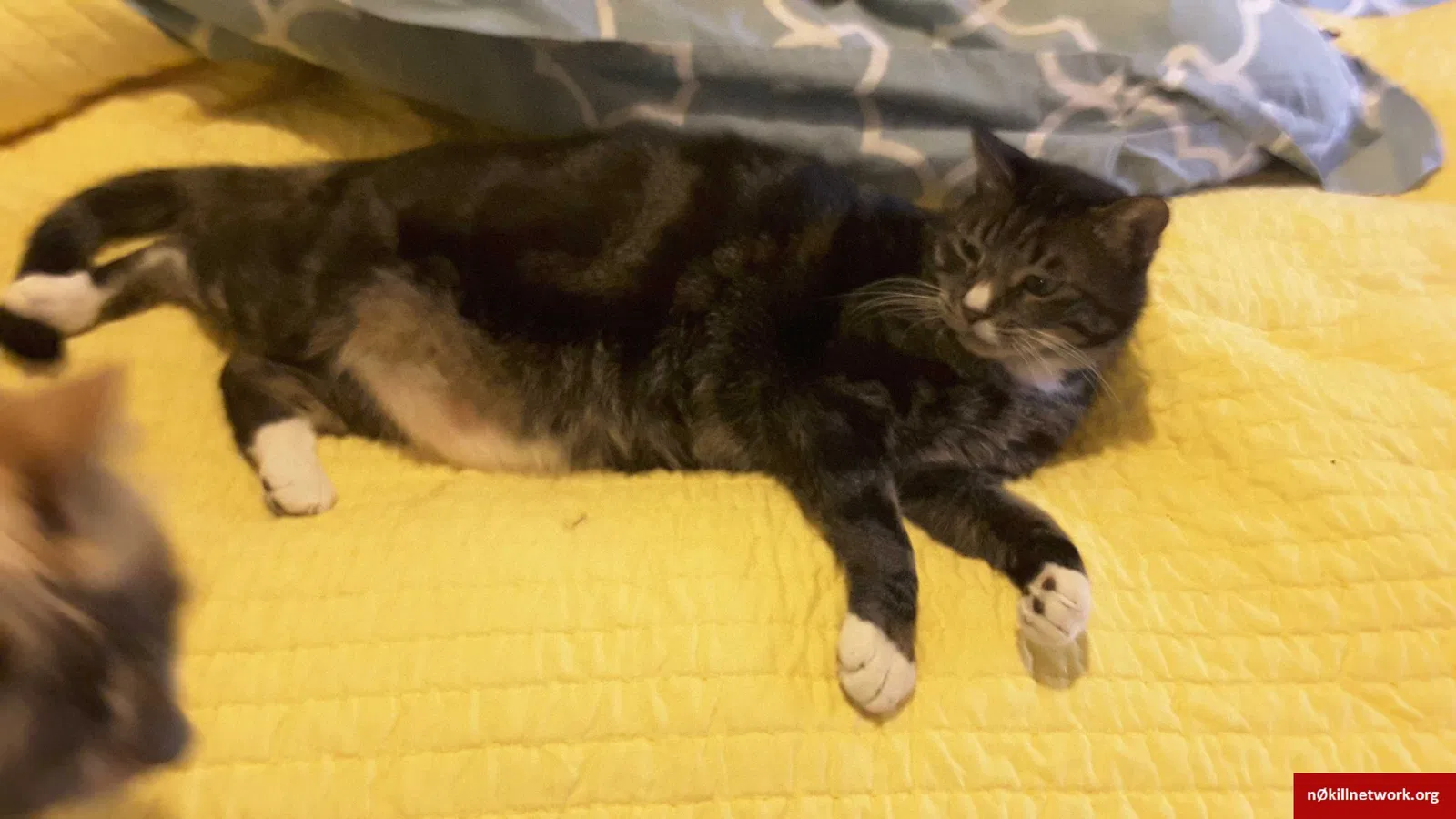 Lost cat in Saint Clairsville, OH, 43950