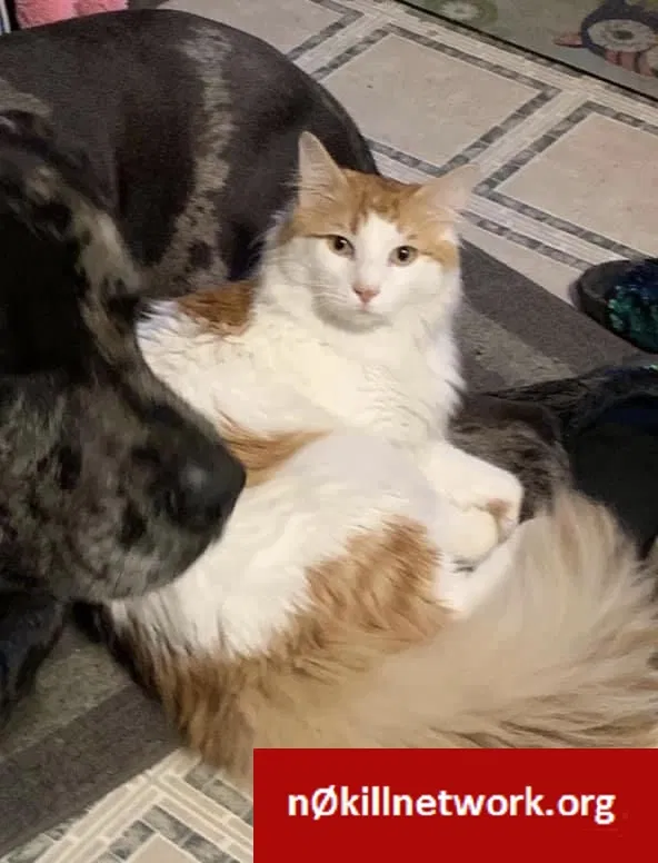 Lost cat in Auburn, IL, 62615