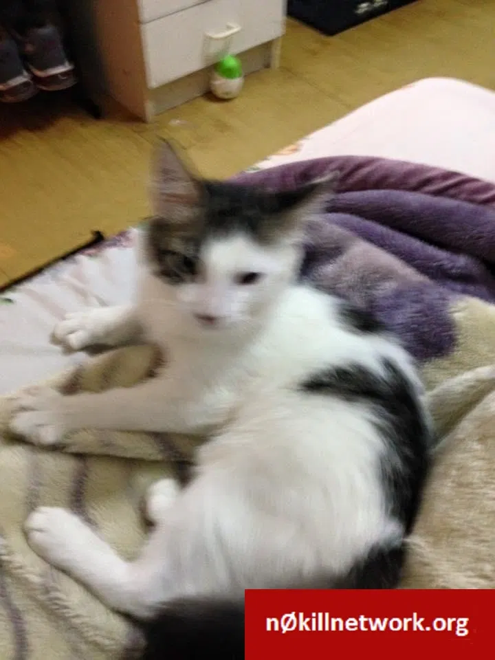 Lost cat in Hollis, NY, 11423