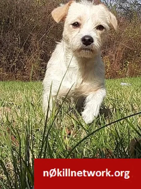 Lost dog in Hartford, CT, 6103