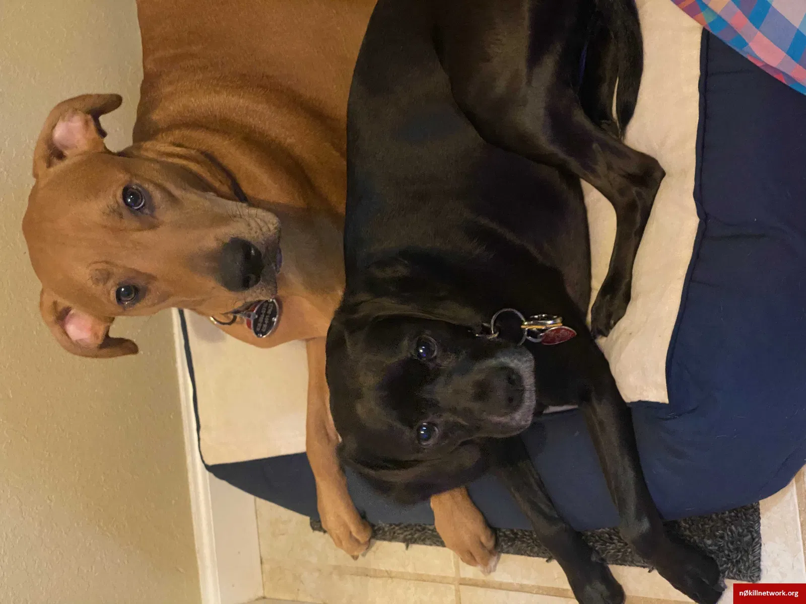 Lost dog in Tallahassee, FL, 32312