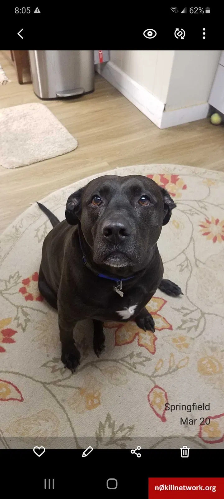 Lost dog in Springfield, MO, 65802