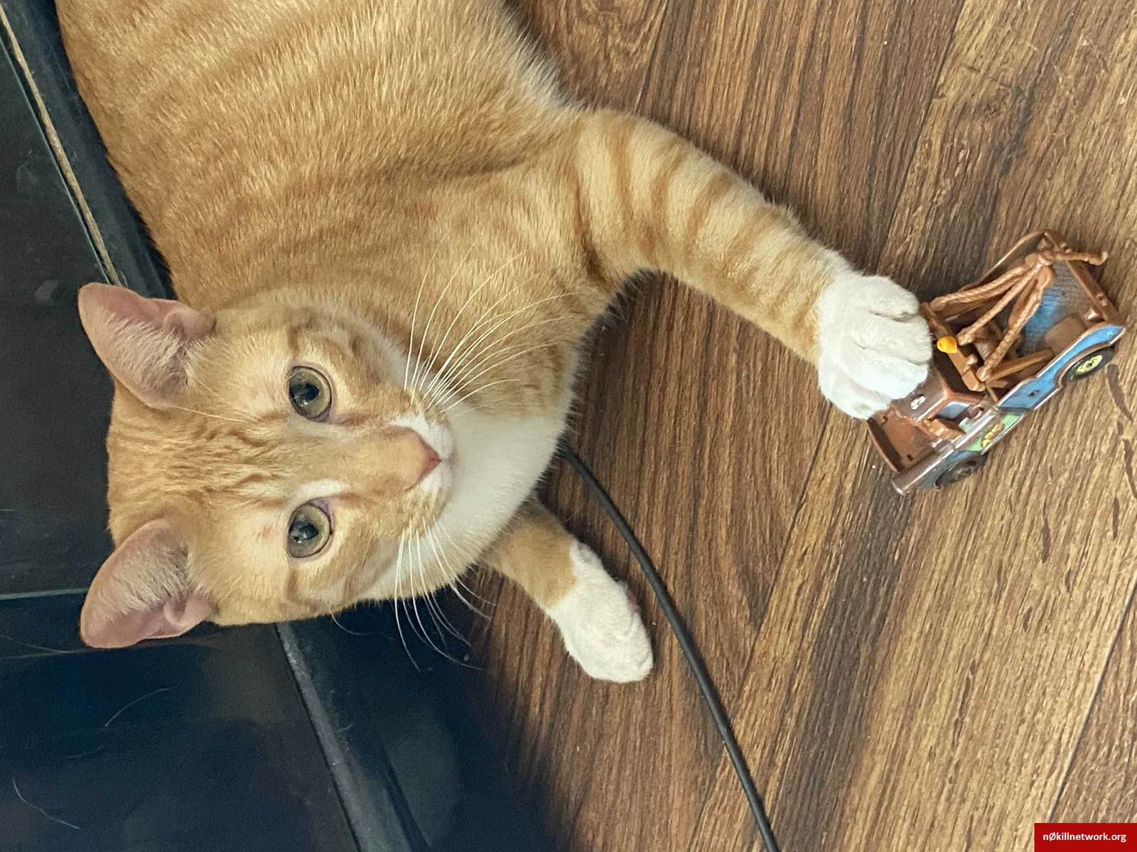 Lost cat in Chaparral, NM, 88081