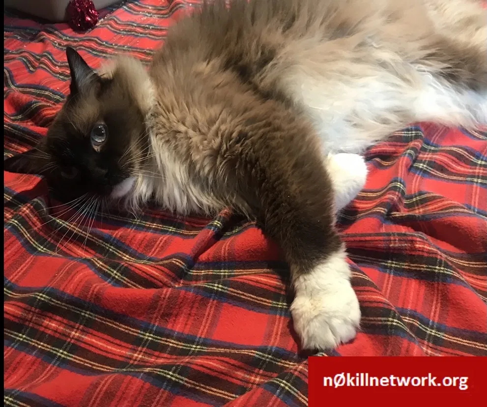 Lost cat in Palo Alto, CA, 94303