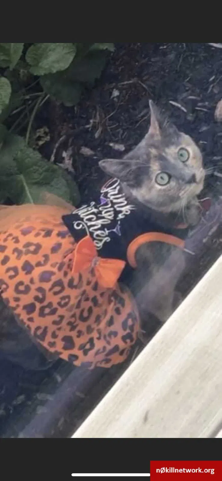 Lost cat in Cleveland, OH, 44130