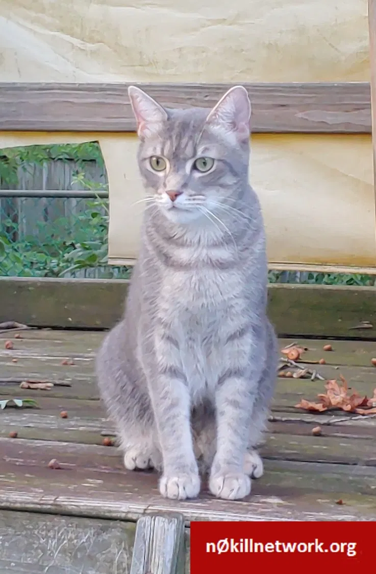 Lost cat in Vienna, VA, 22182