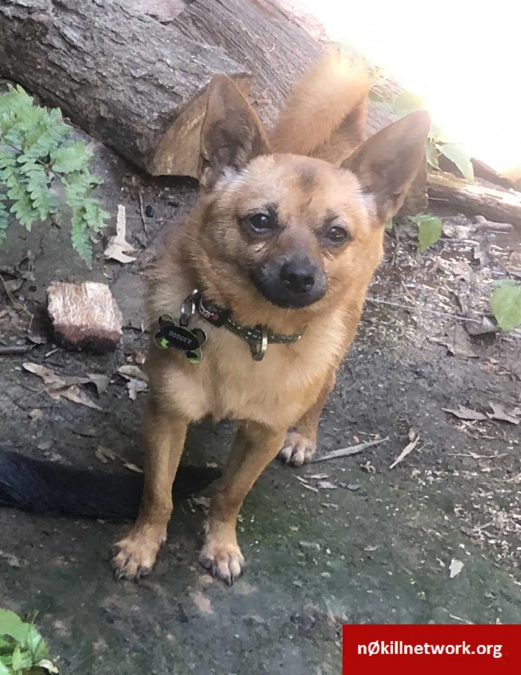 Lost dog in Pinson, AL, 35126
