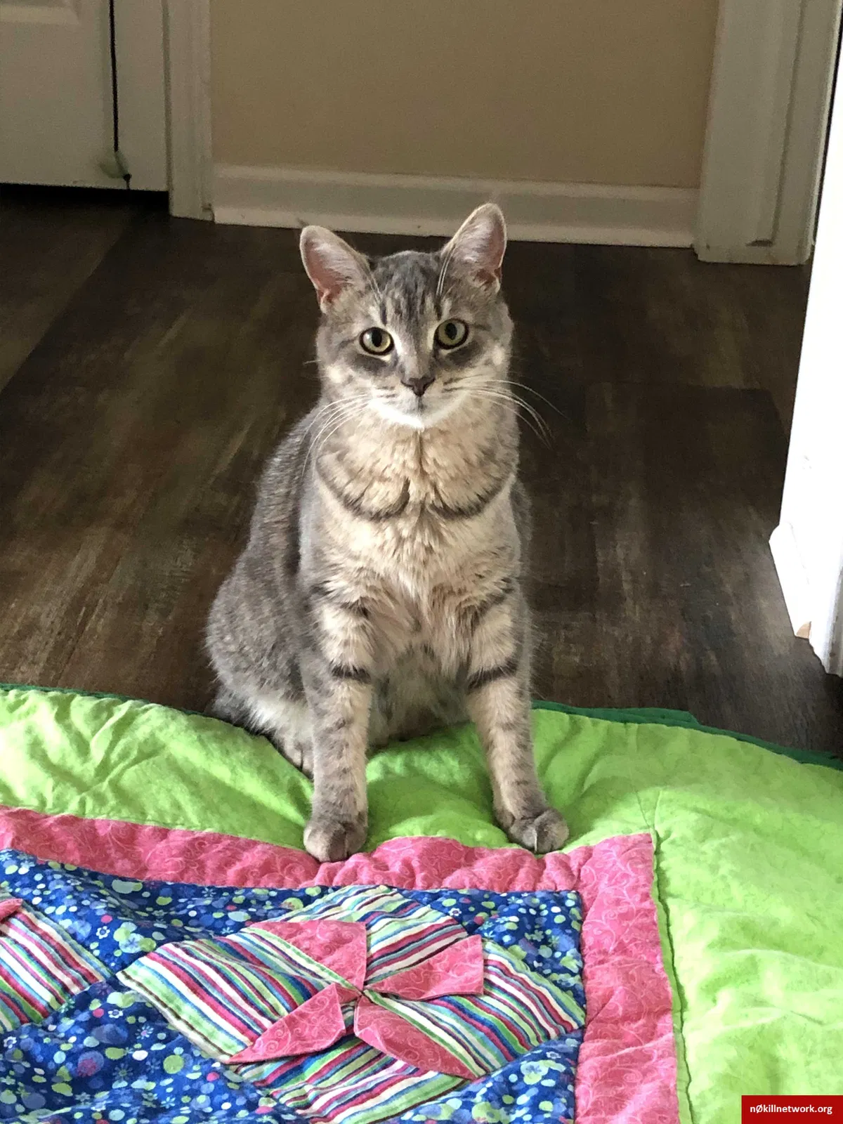 Lost cat in Brighton, MI, 48116