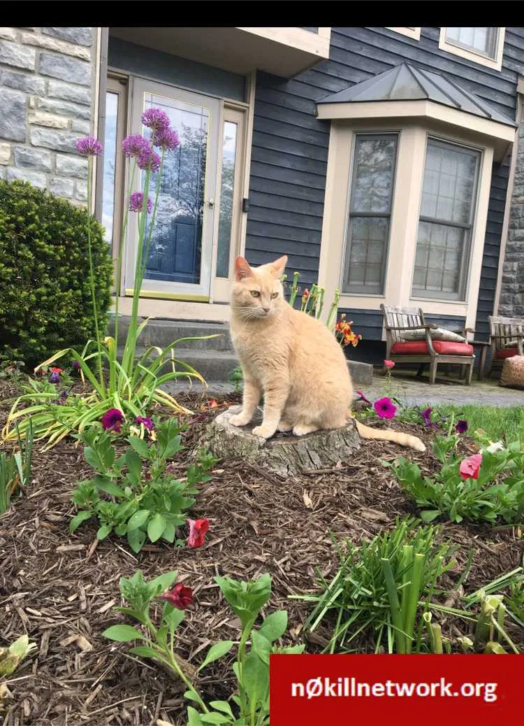 Lost cat in Columbus, OH, 43212