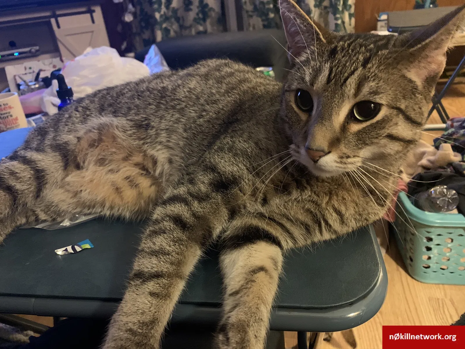Lost cat in Colgate, WI, 53017
