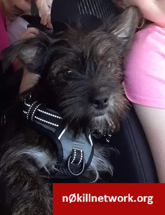 Lost dog in Corryton, TN, 37721