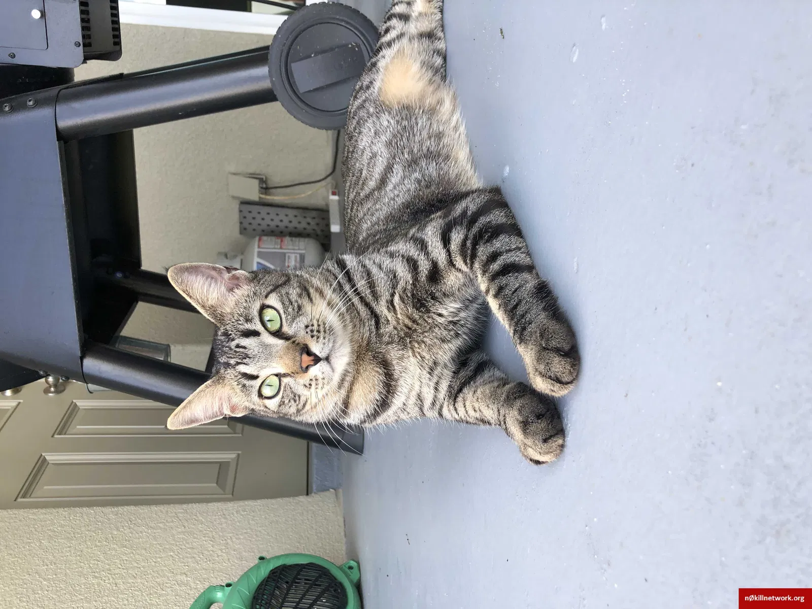 Lost cat in Lakeland, FL, 33813