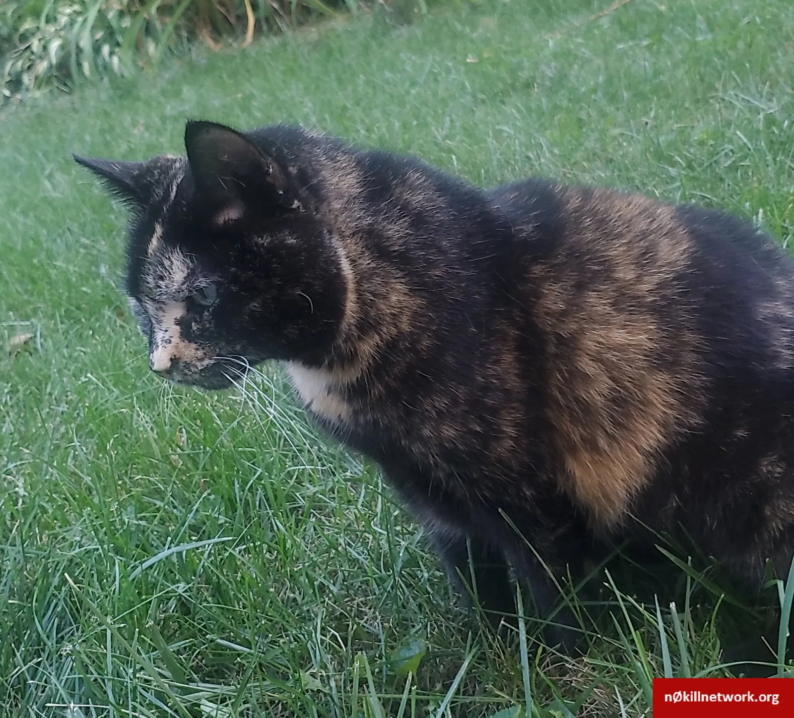 Lost cat in Cedar Rapids, IA, 52403