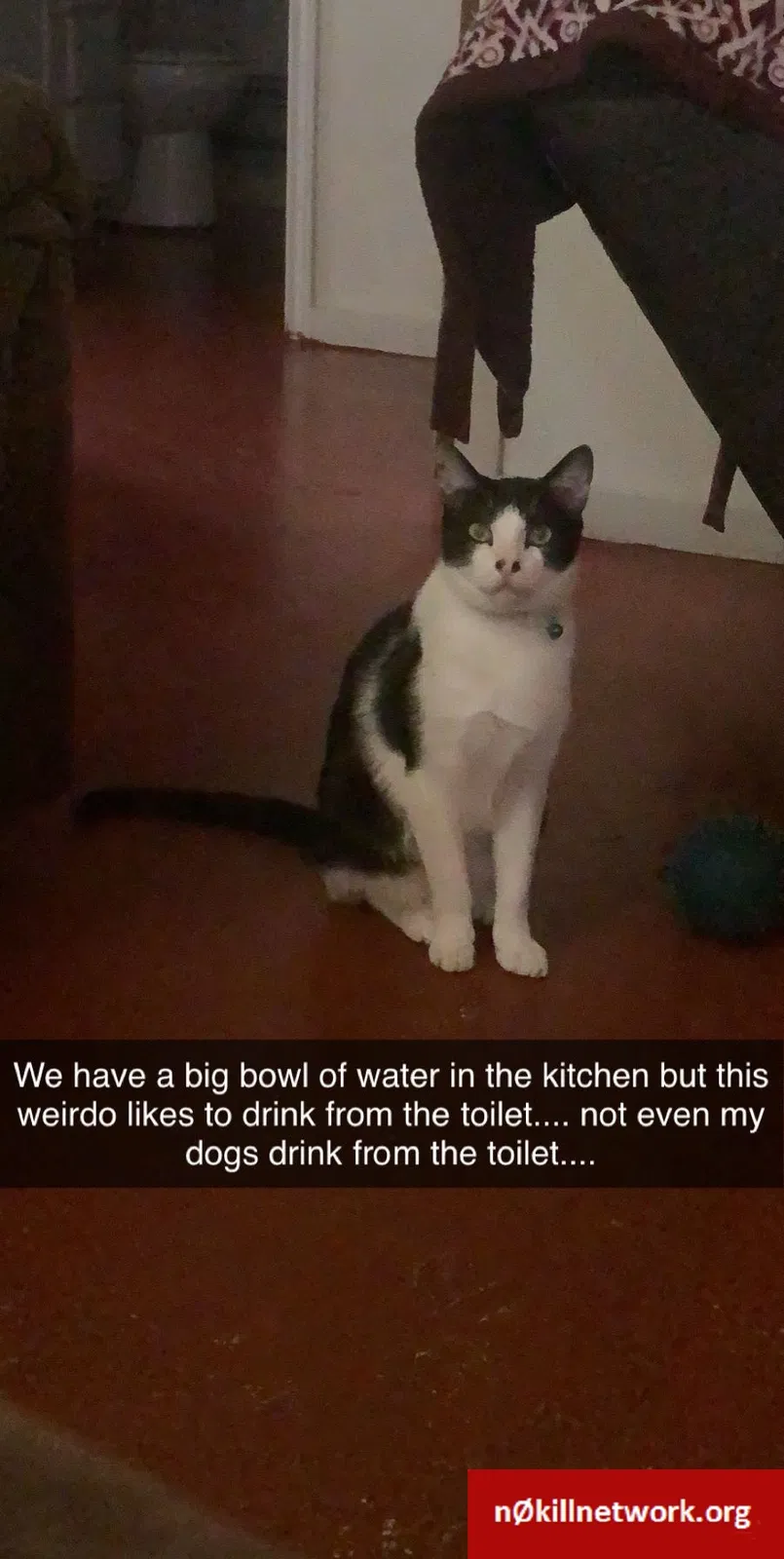Lost cat in Corpus Christi, TX, 78418