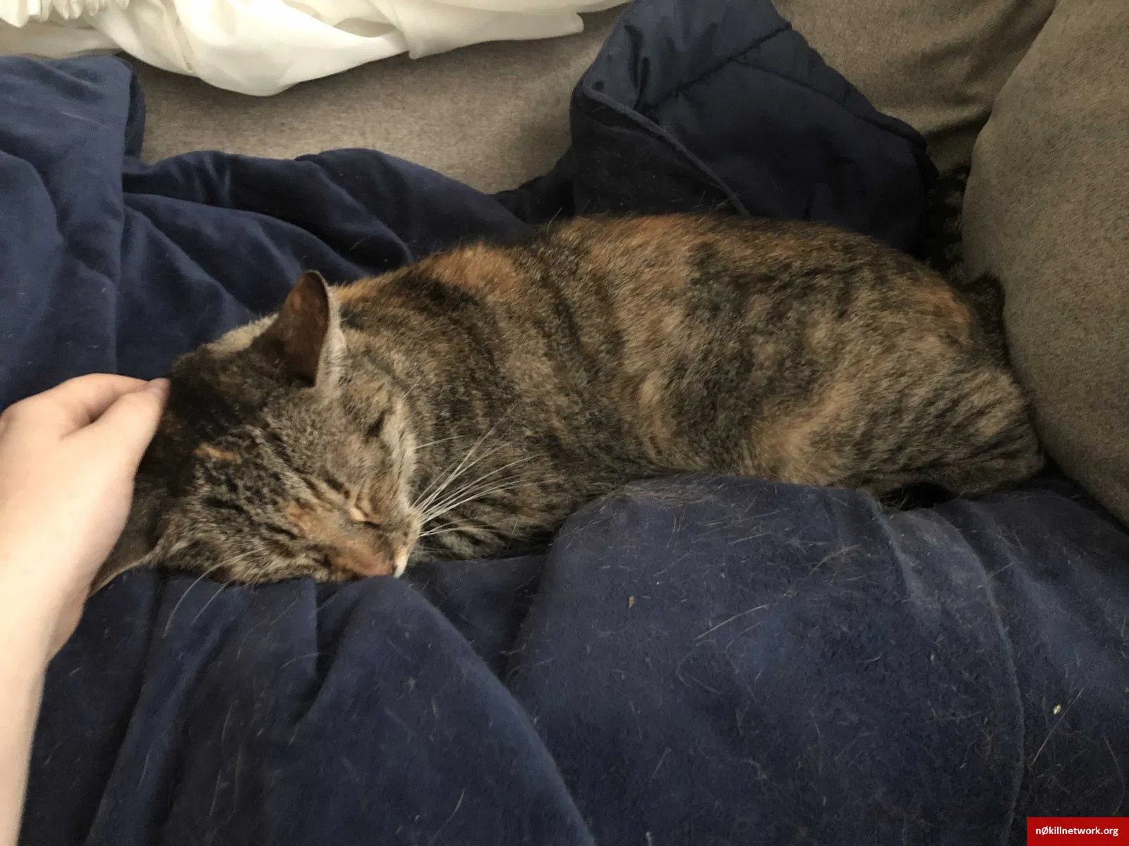 Lost cat in Vallejo, CA, 94591