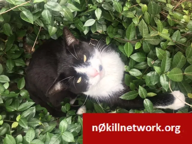 Lost cat in Katy, TX, 77450