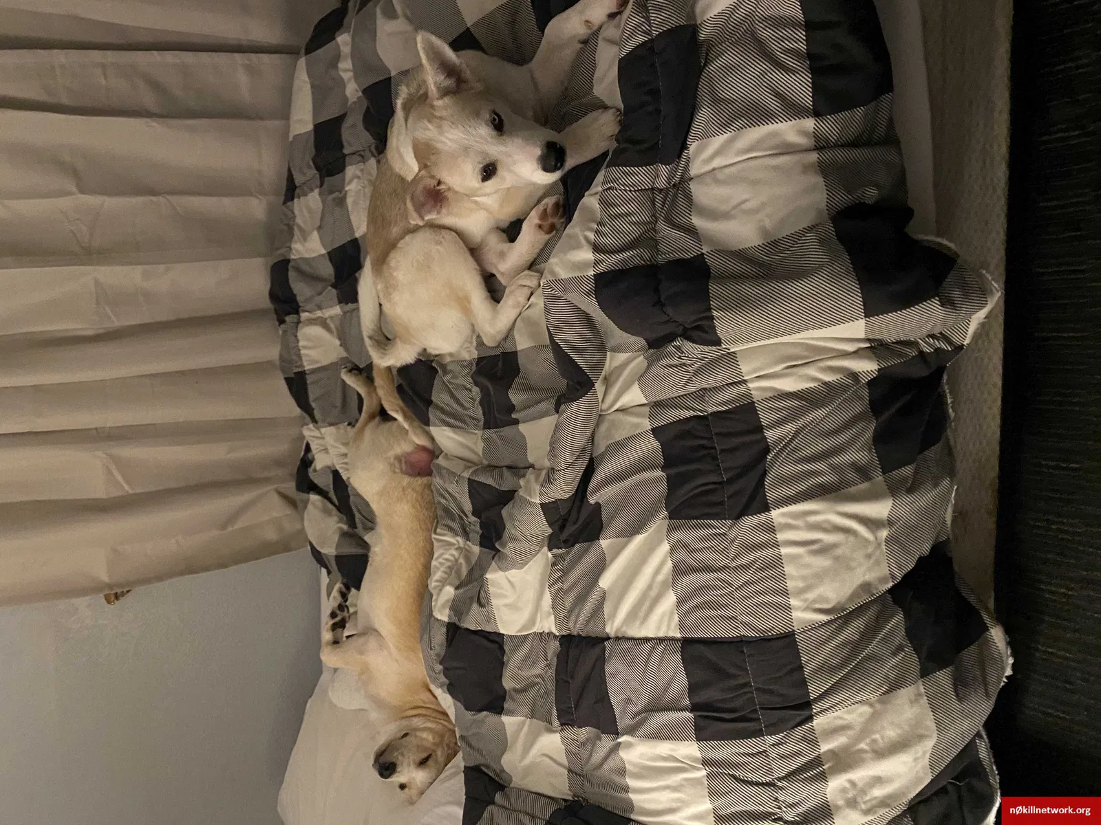 Lost dog in Galena, KS, 66739
