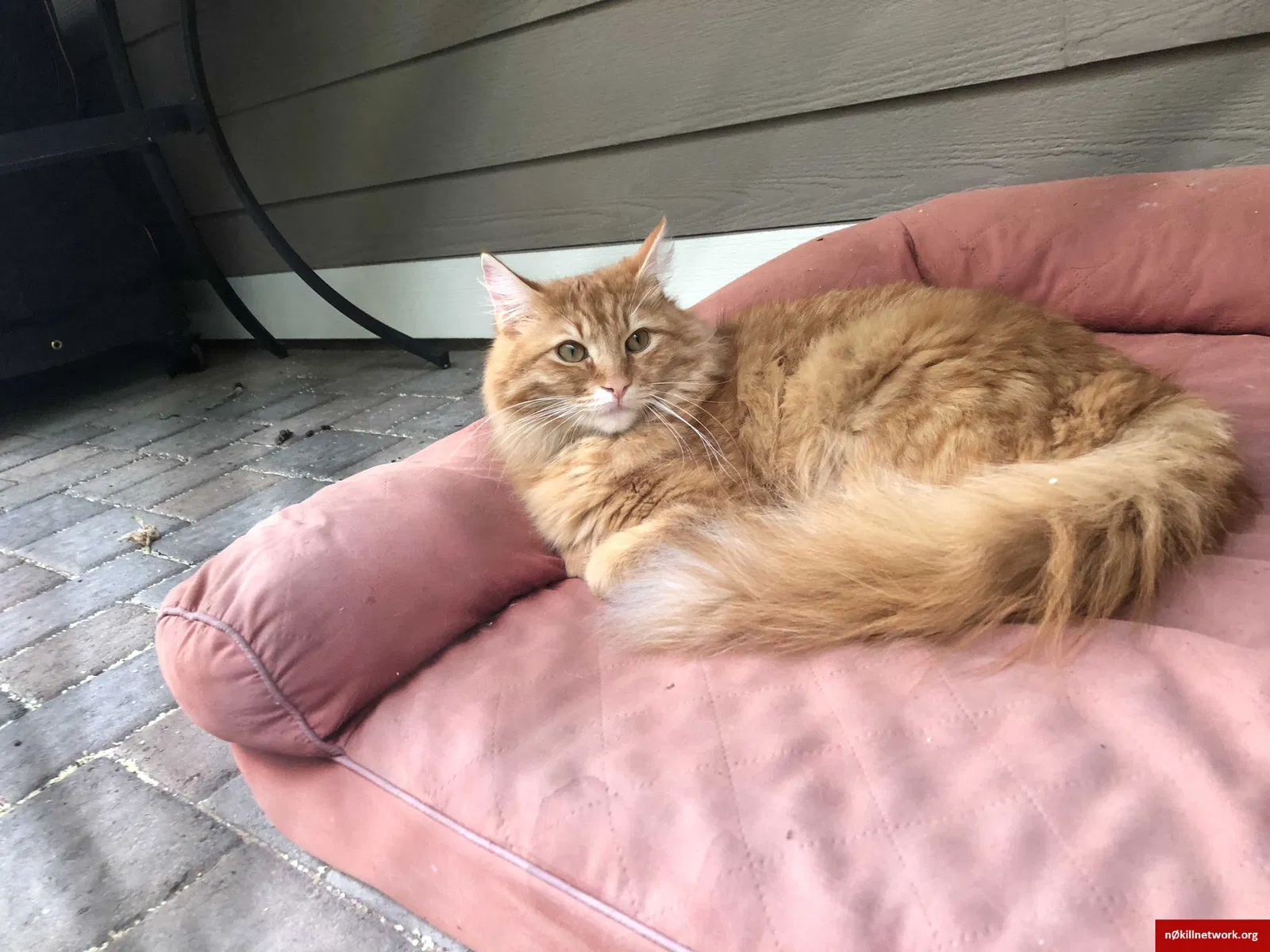 Lost cat in Redmond, OR, 97756