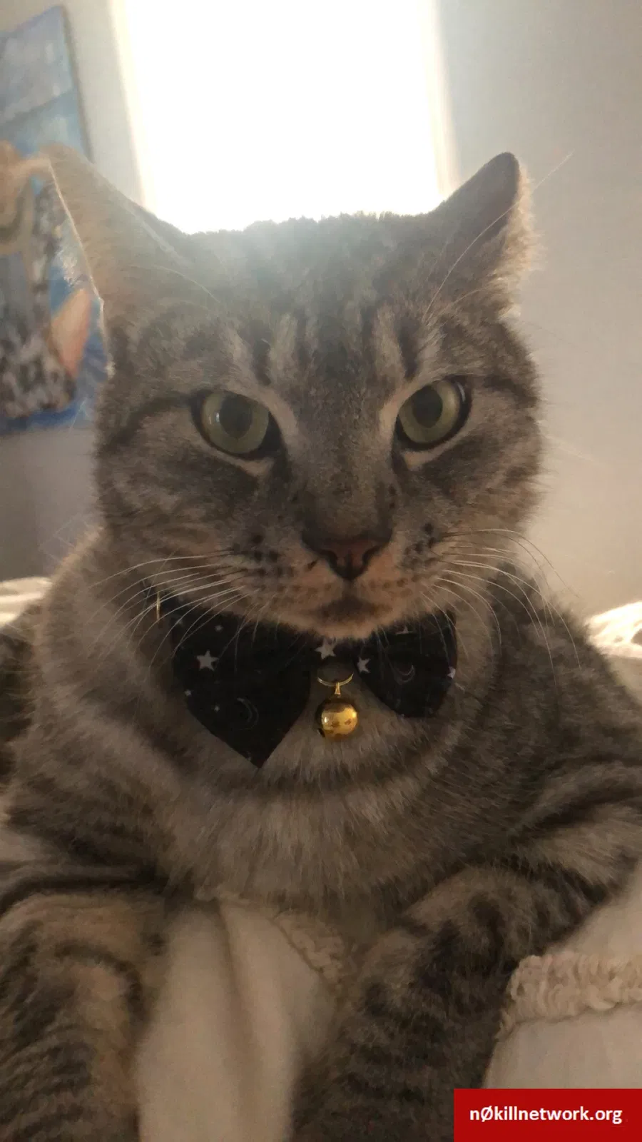 Lost cat in Alpharetta, GA, 30004